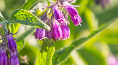 Allantoin