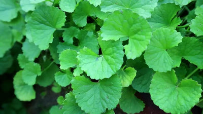 Centella Asiatica