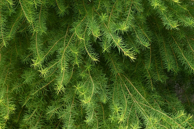 Tea Tree Oil