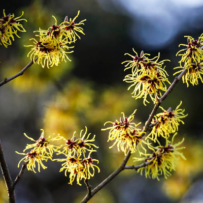 Witch Hazel